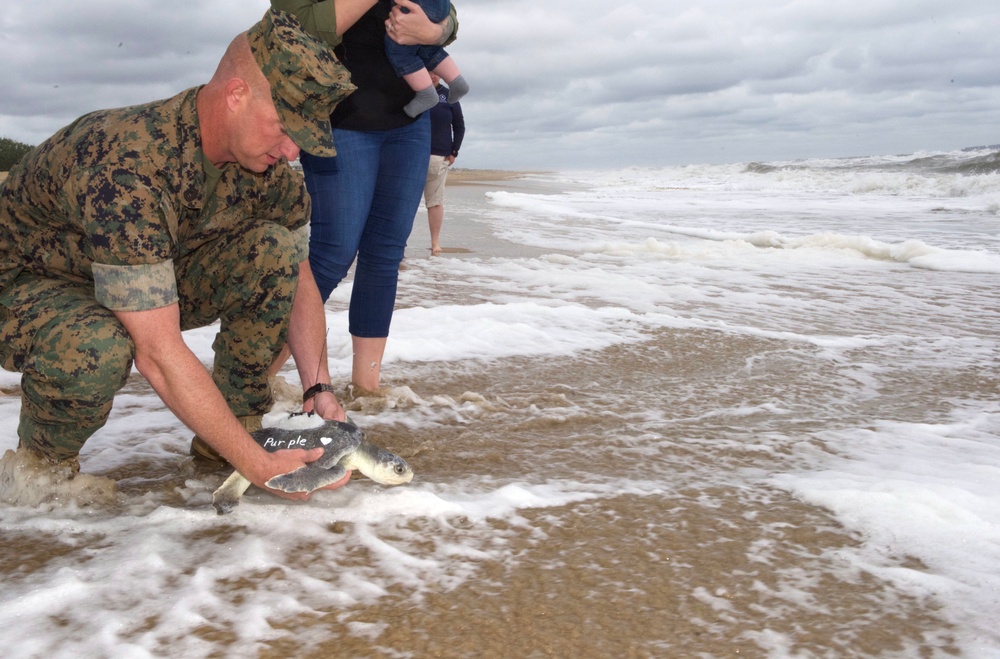 Sea Turtle &quot;Purple Heart&quot; Released Back Into the Ocean