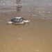 Sea Turtle &quot;Purple Heart&quot; Released Back Into the Ocean