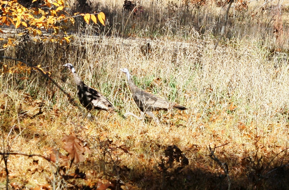 Turkeys at Fort McCoy
