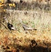 Turkeys at Fort McCoy