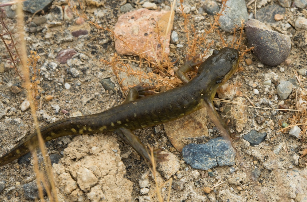 California Tiger Salamander