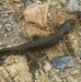 California Tiger Salamander