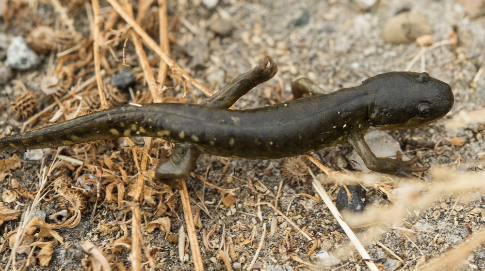 California Tiger Salamander