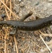 California Tiger Salamander