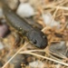 California Tiger Salamander