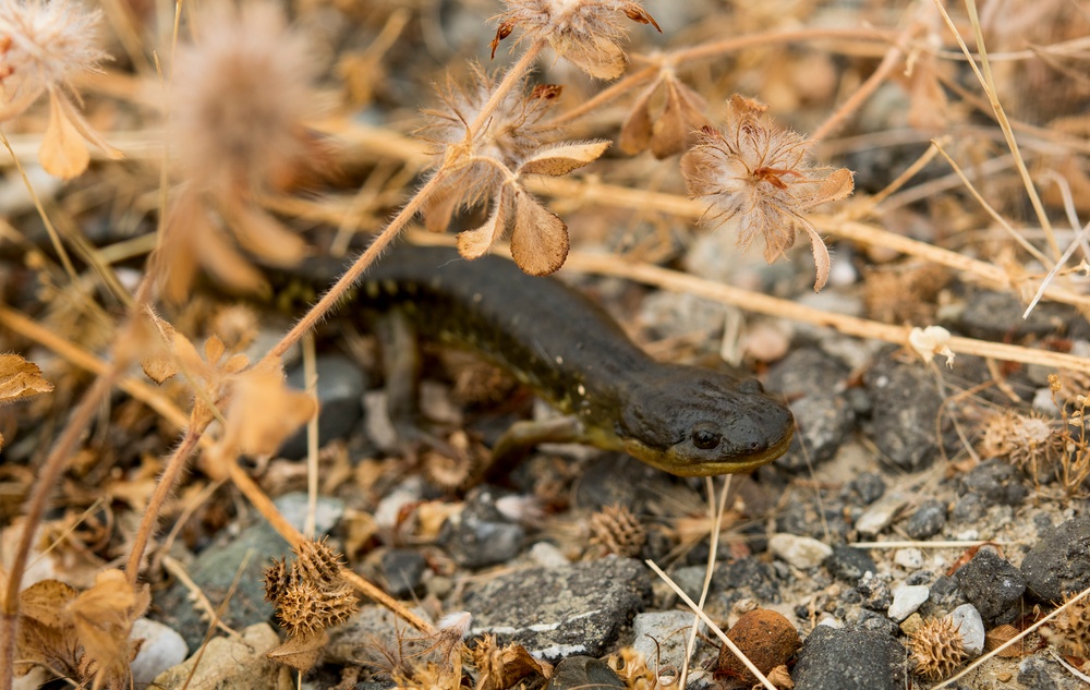 California Tiger Salamander