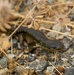 California Tiger Salamander