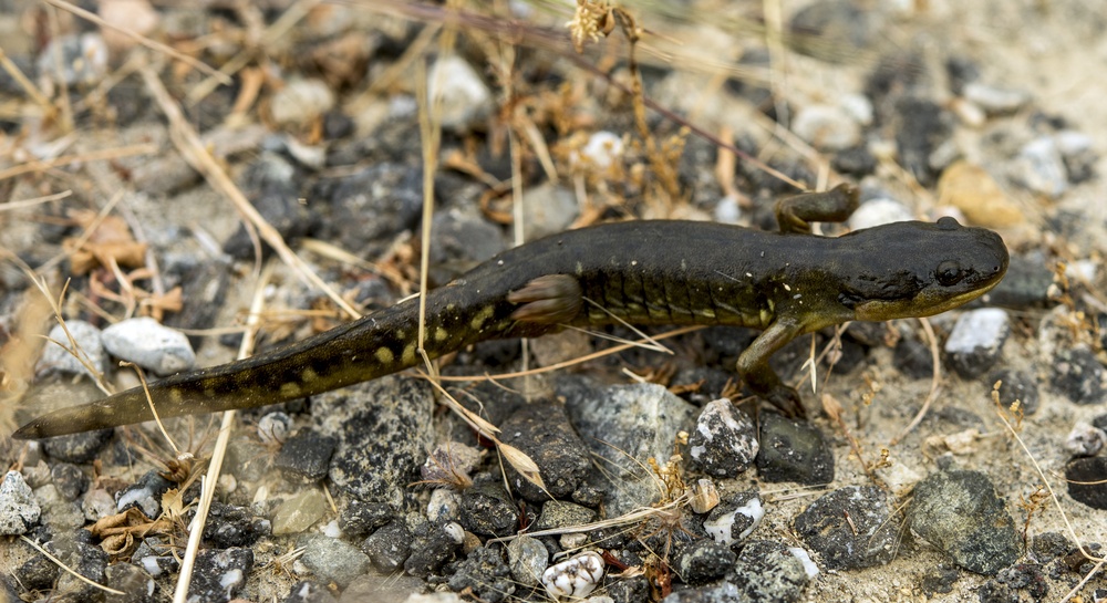 California Tiger Salamander