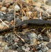 California Tiger Salamander