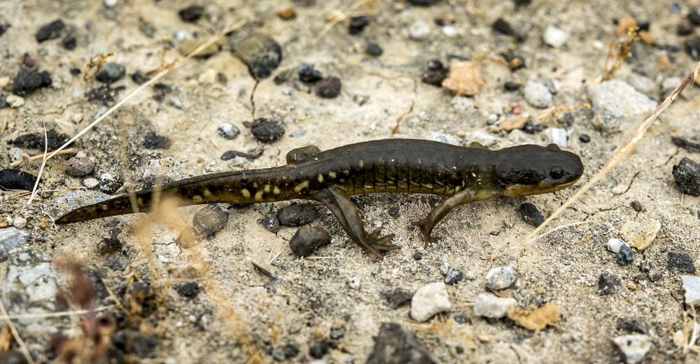 California Tiger Salamander