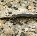 California Tiger Salamander