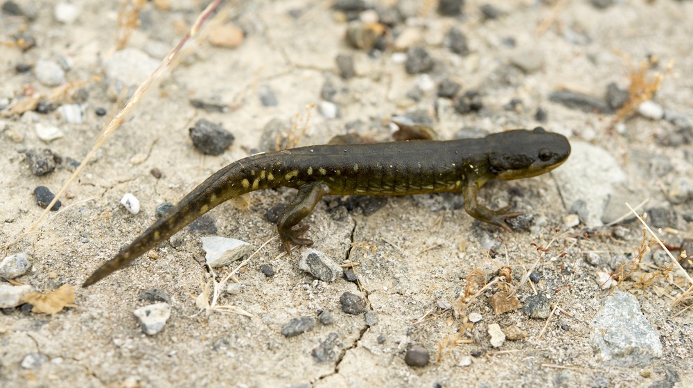 California Tiger Salamander