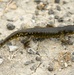 California Tiger Salamander