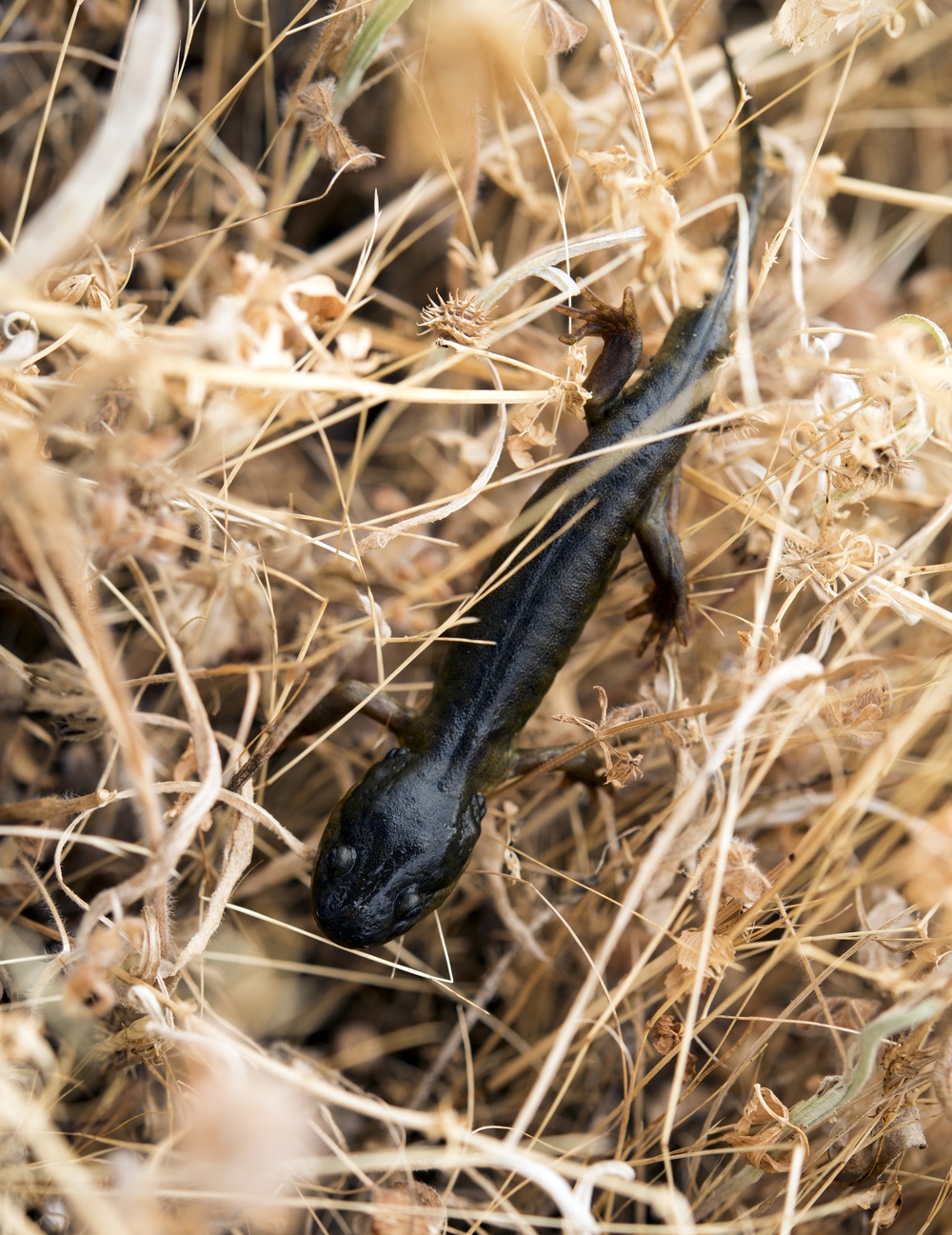 California Tiger Salamander