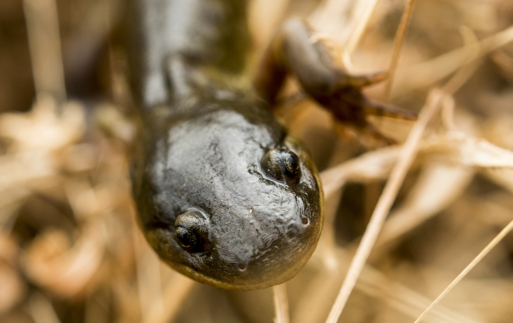 California Tiger Salamander