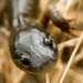 California Tiger Salamander