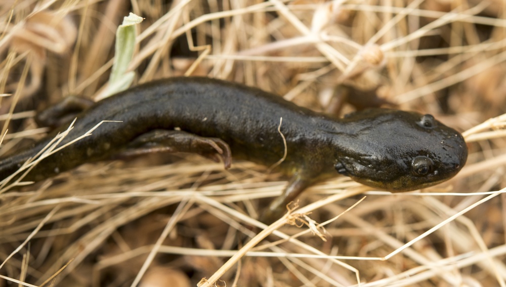 California Tiger Salamander