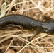 California Tiger Salamander