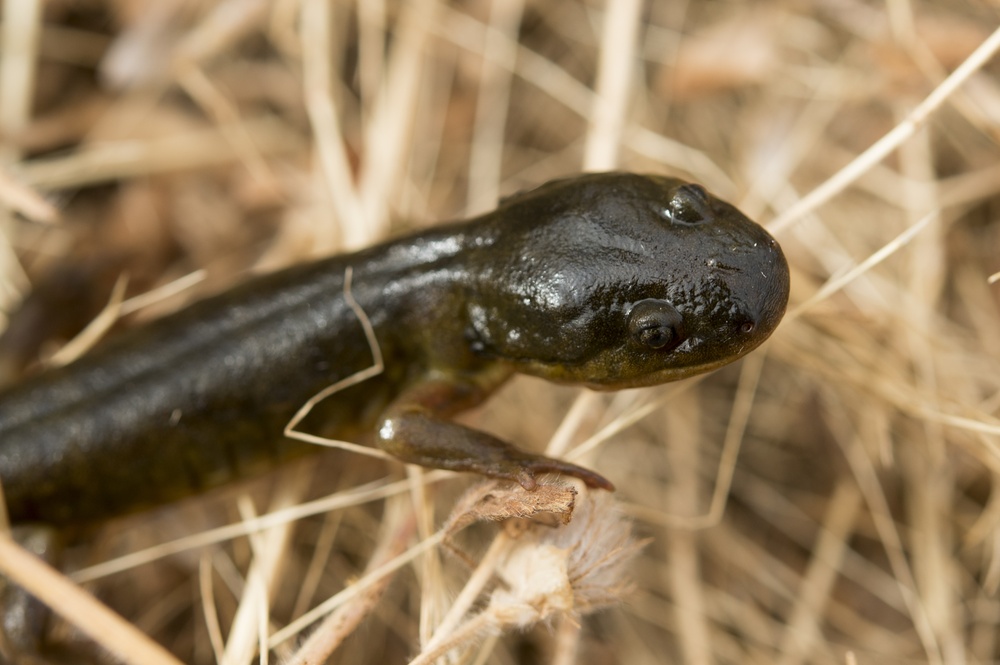 California Tiger Salamander