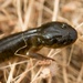 California Tiger Salamander