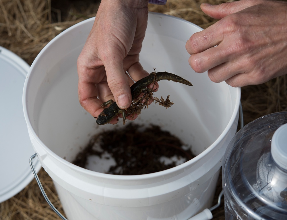 California Tiger Salamander