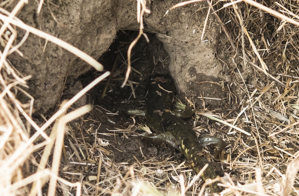 California Tiger Salamander