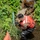 170615-N-YD204-047 A worker wearing an orange safety/life vest, black rubber waders, gloves, and glasses is crouching in a shallow stream or waterway. They appear to be working on or clearing vegetation and rope from a blue metal pole or post anchored in the water. An orange barrier or panel is visible in the foreground, suggesting this is an environmental, flood control, or water management operation.