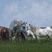 Wild Horses of JRTC