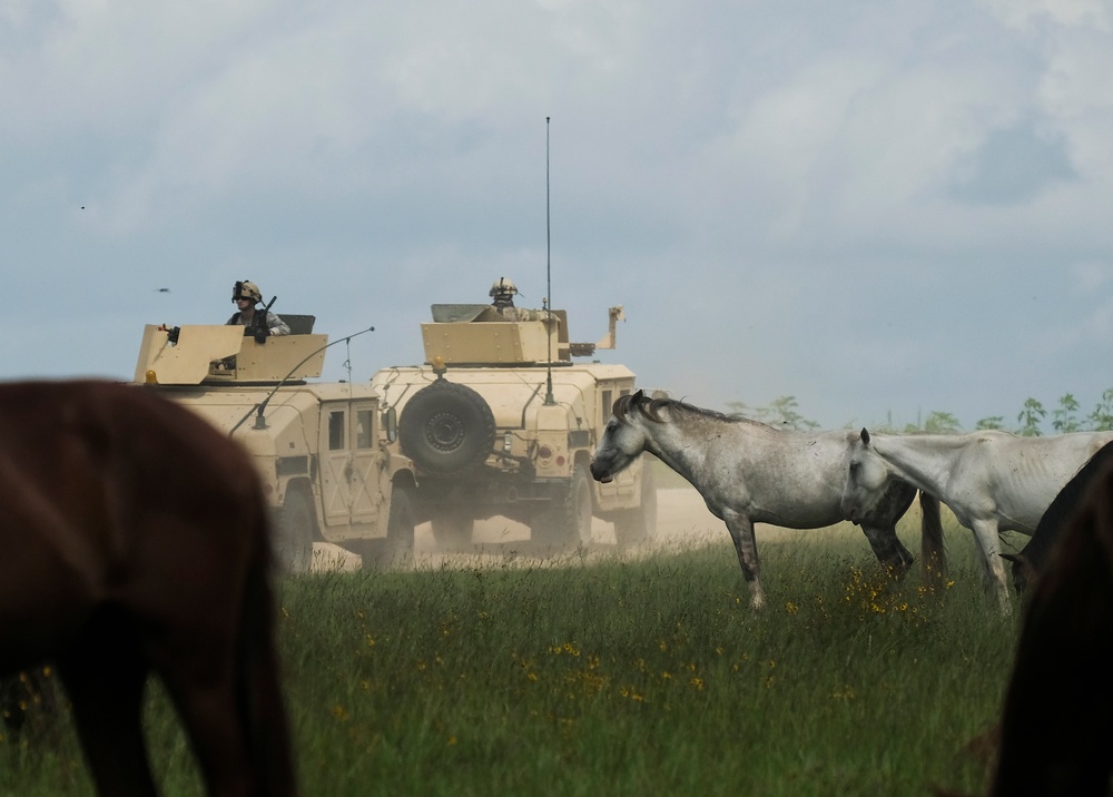 Wild Horses of JRTC