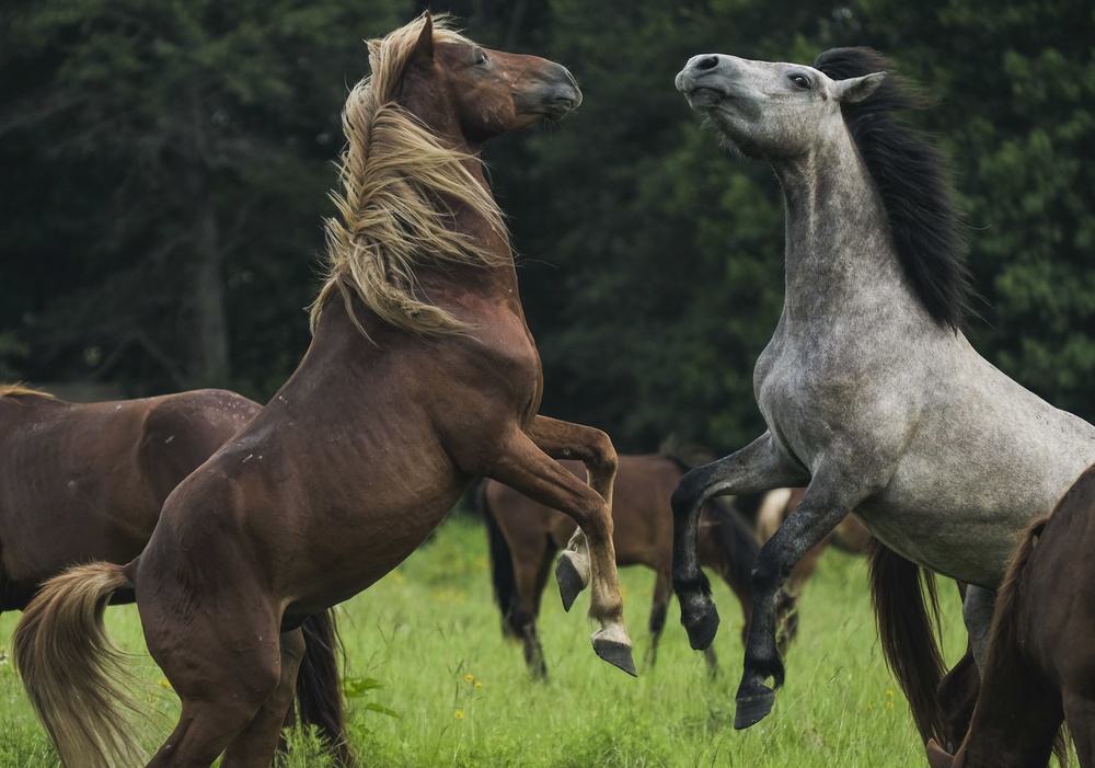 Wild Horses of JRTC