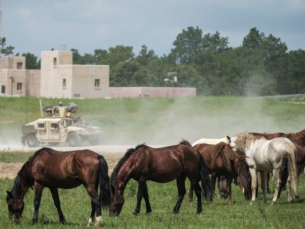 Wild Horses of JRTC