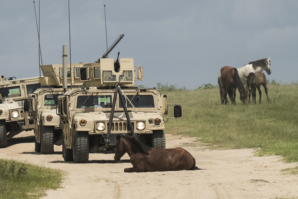 Wild Horses of JRTC