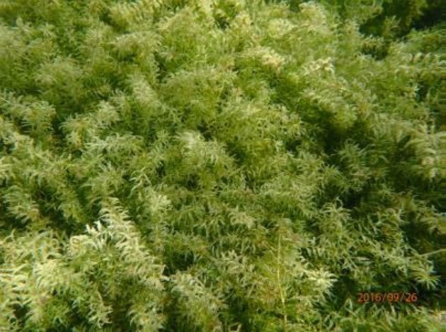 Corps of Engineers to reduce invasive Hydrilla plants in Cayuga Lake area