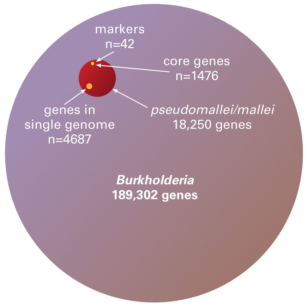 Burkholderia Gene Graphic