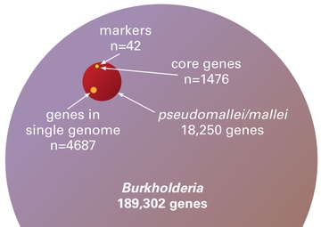 Burkholderia Gene Graphic