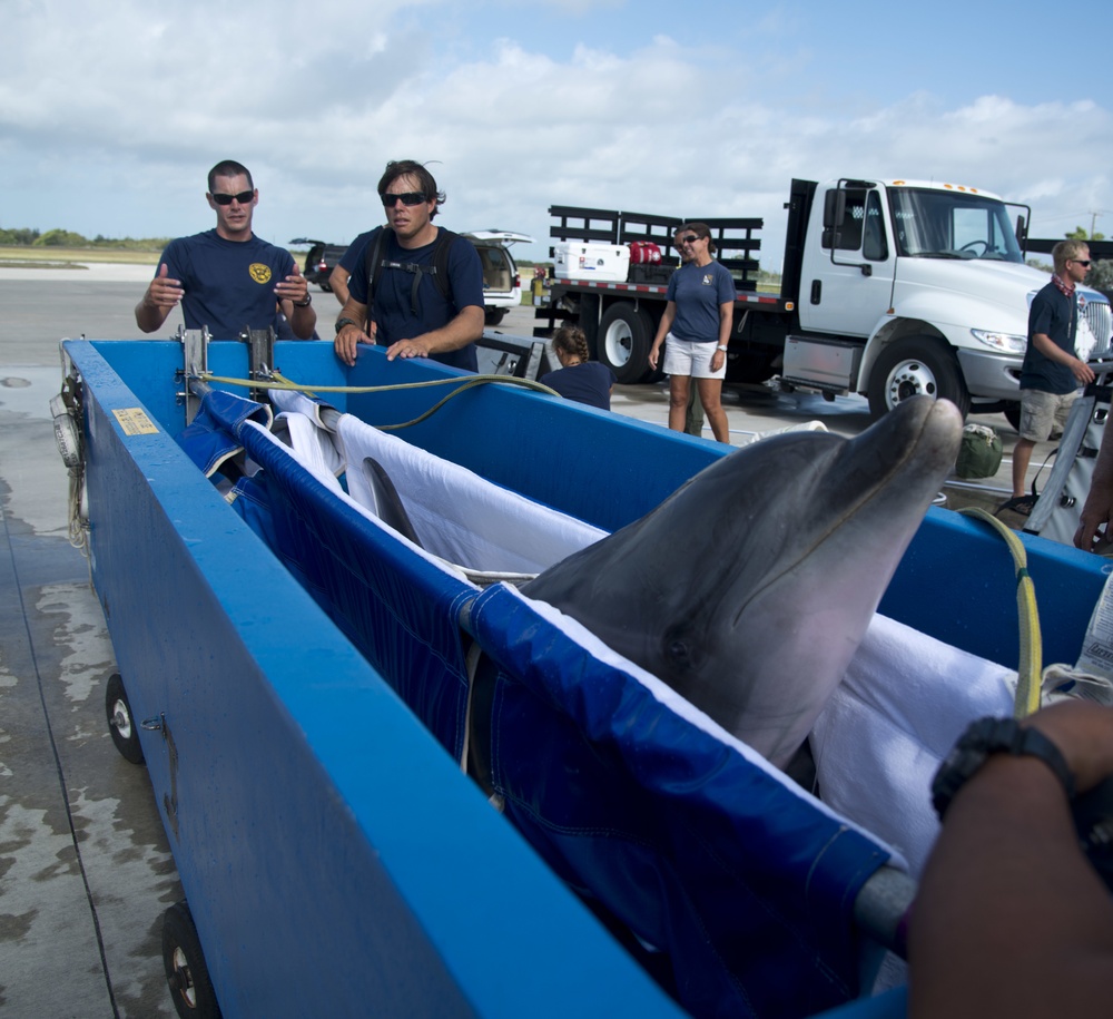 Travis transports dolphins to MMP San Diego