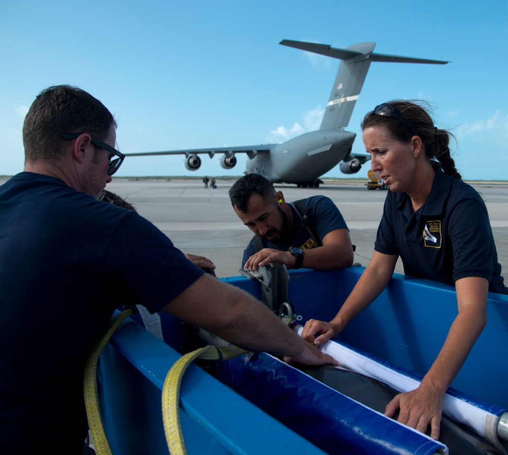 Travis transports dolphins to MMP San Diego