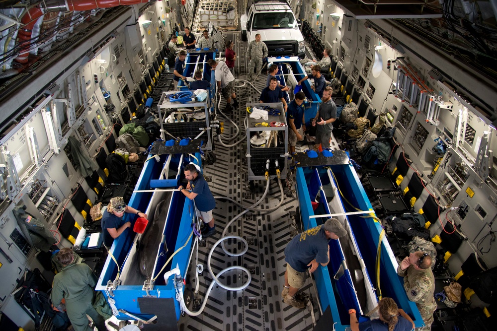 Travis transports dolphins to MMP San Diego
