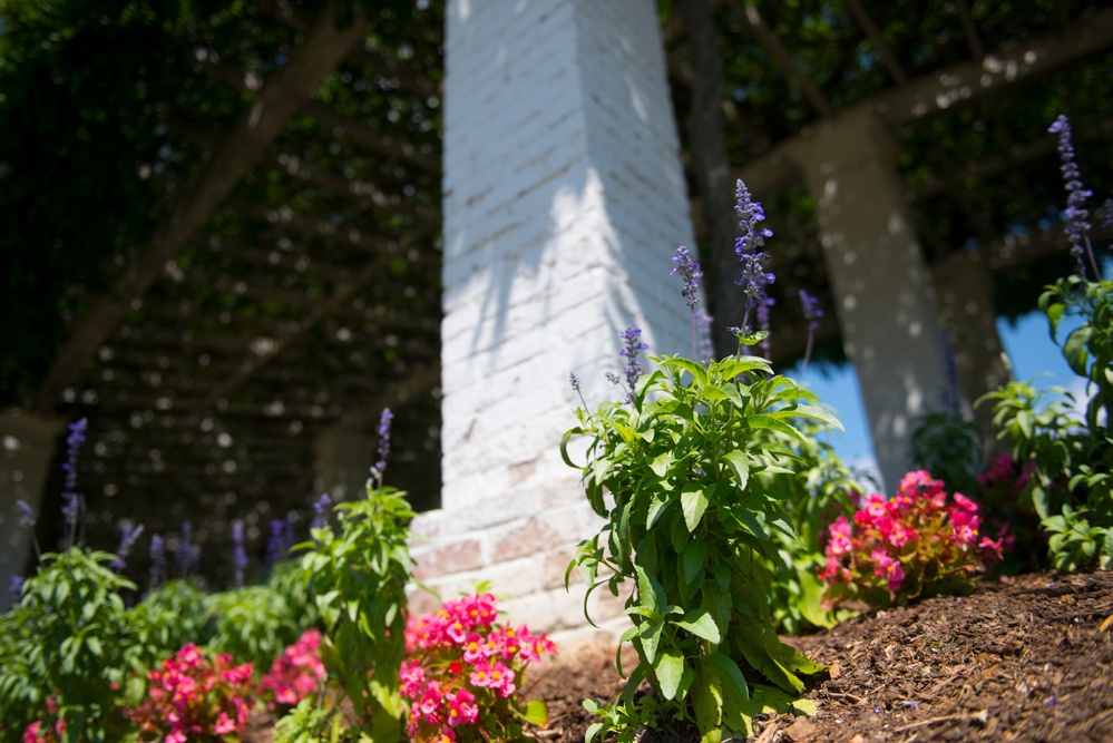 First Day of Summer 2017 at Arlington National Cemetery