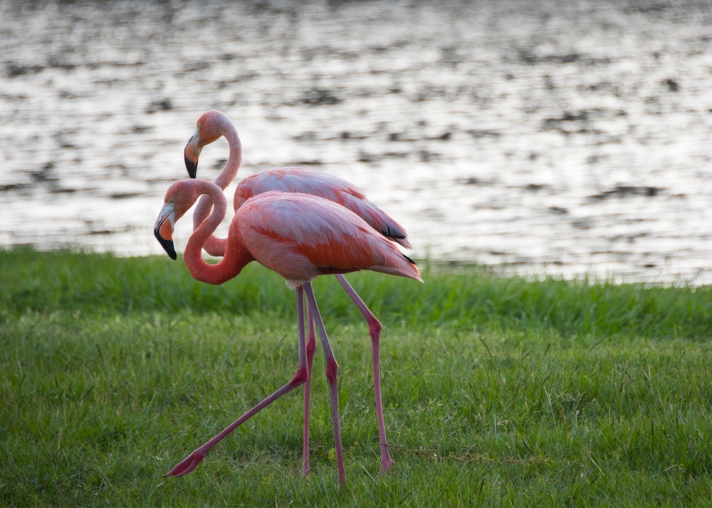 Pink invasion