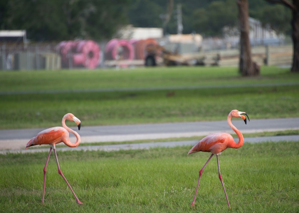 Pink invasion
