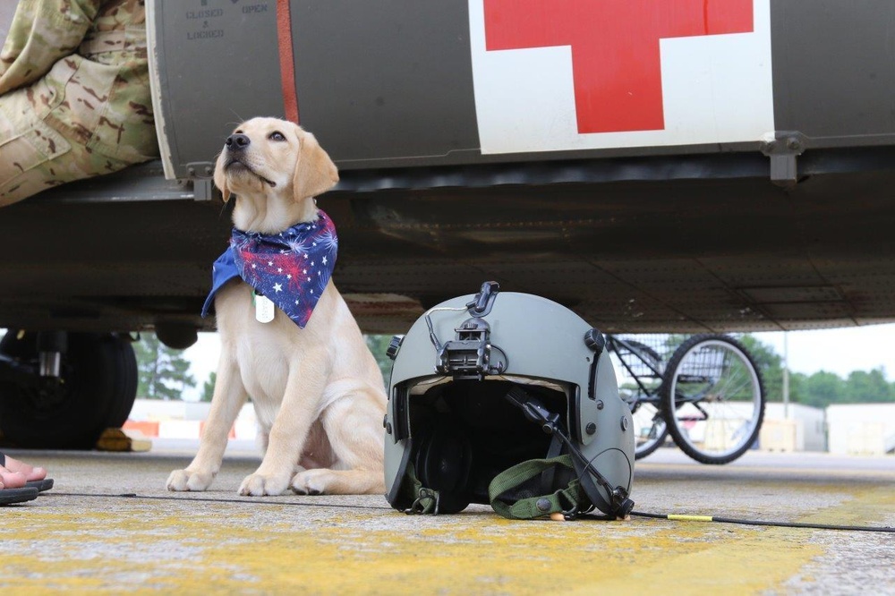 Paws on pilot gear