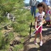 CDC plants Arbor Day tree