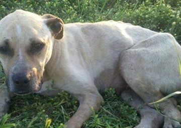 For Belle’s Sake: military couple runs animal shelter