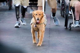 Service Dogs of the 2017 DoD Warrior Games