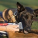 Service Dogs of the 2017 DoD Warrior Games