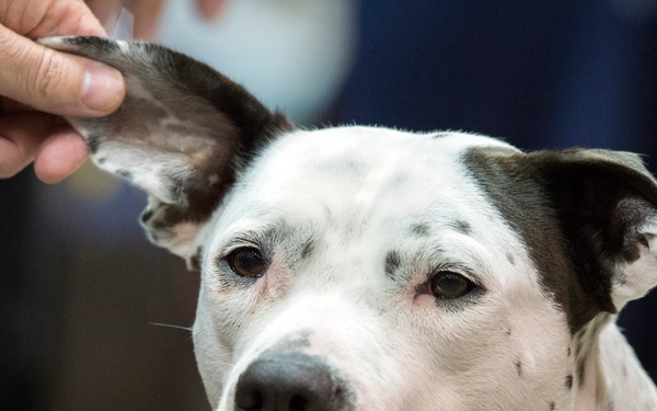 Service Dogs of the 2017 DoD Warrior Games