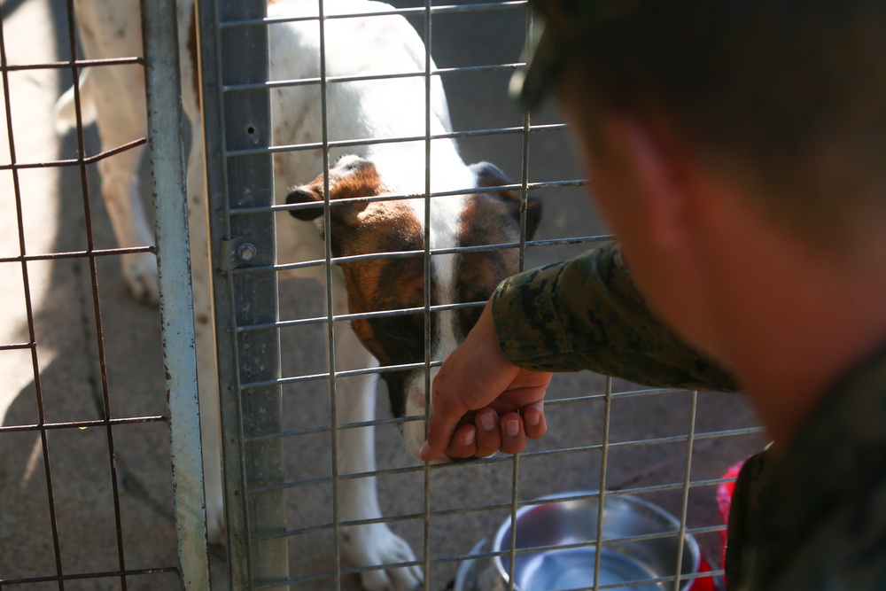 Lima Company Devildogs Visit Animal Shelter