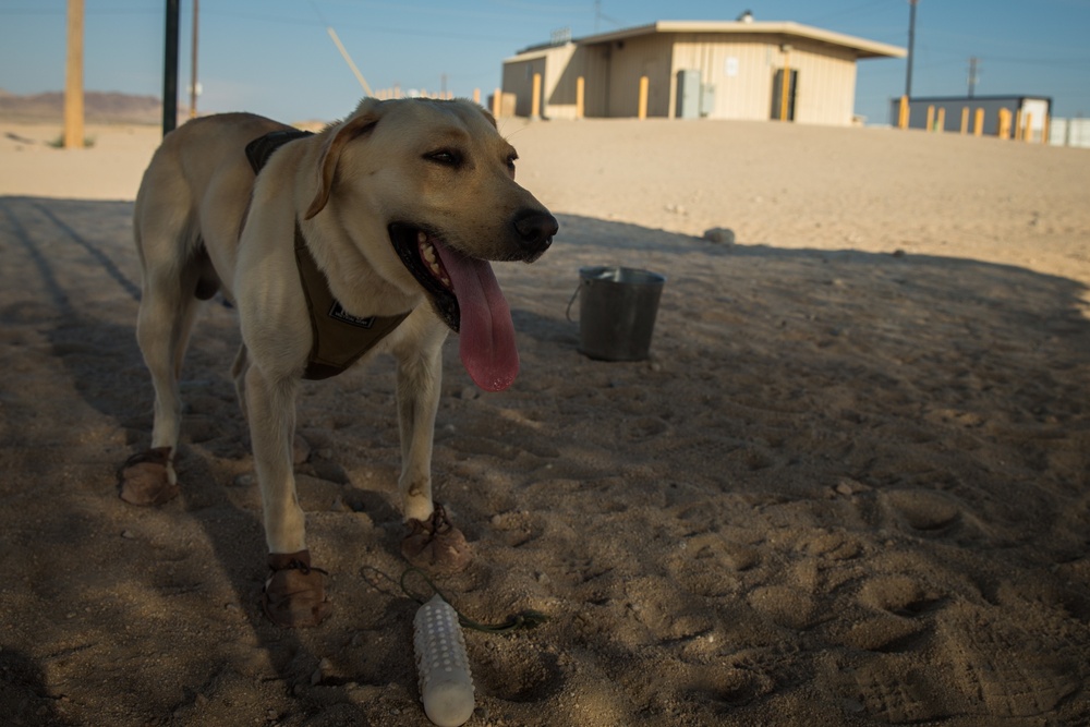 ITX 5-17 MAGTF 8 Military Working Dog Demonstration