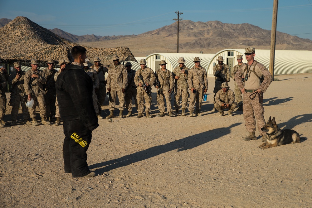 ITX 5-17 MAGTF 8 Military Working Dog Demonstration